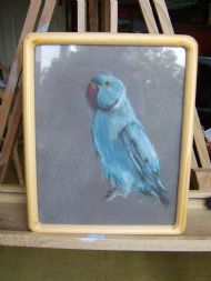 Blue ringneck parakeet